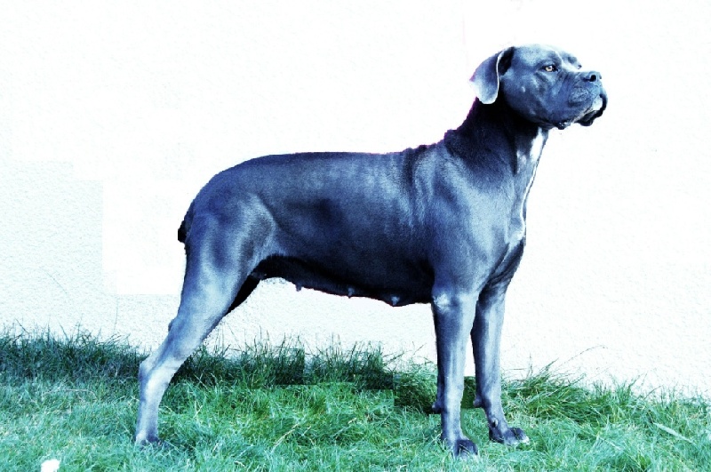 G´shelby Du Plan D'Auron