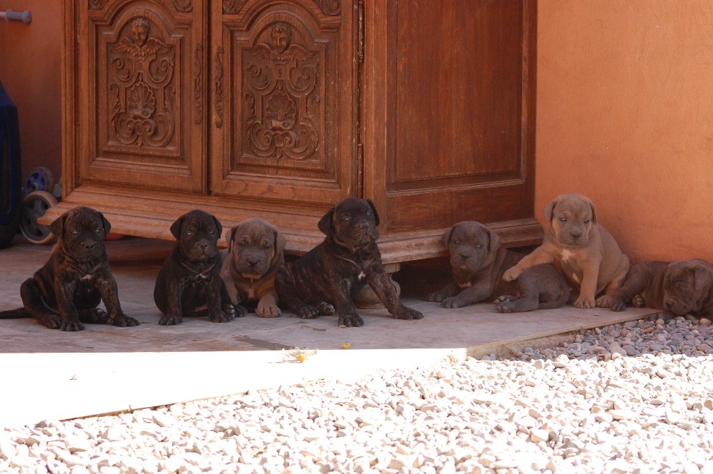 chiots disponibles à la réservation 