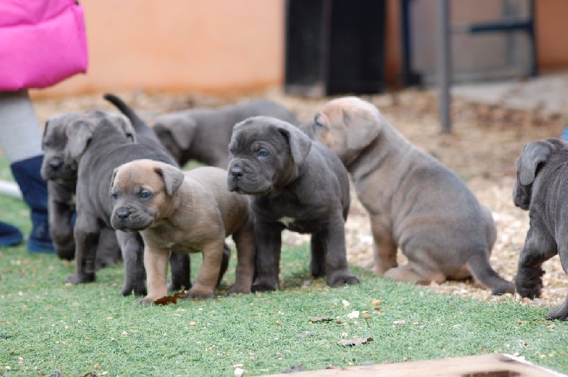 Chiot Cane Corso Des Terres D'angel